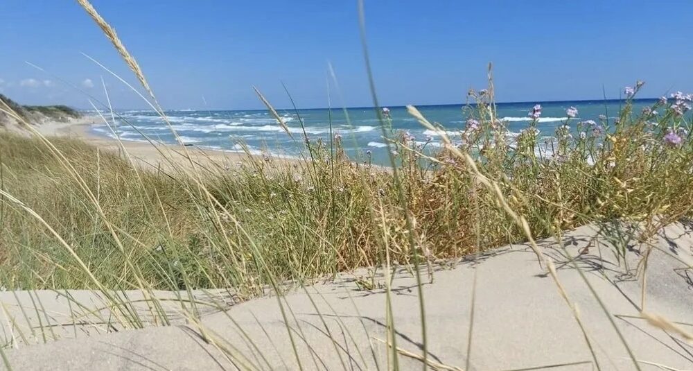 Dune2